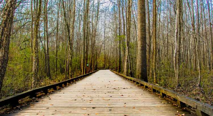 brown wooden bridge between lifeless tree under clear blue sky during day time